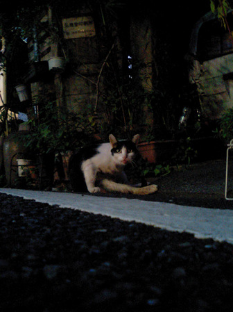 20071026_street-cat.jpg