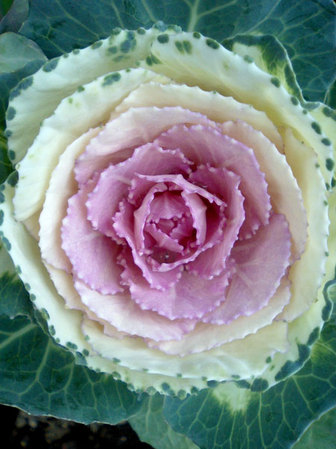 20080123_cabbage.jpg