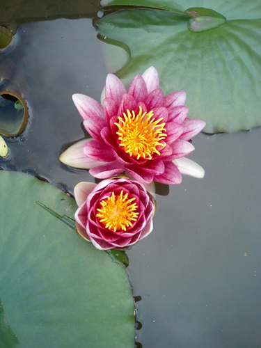 20100514_lotus.jpg